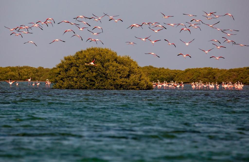 Flamingo Beach Hotel Umm al-Quwain Exterior foto