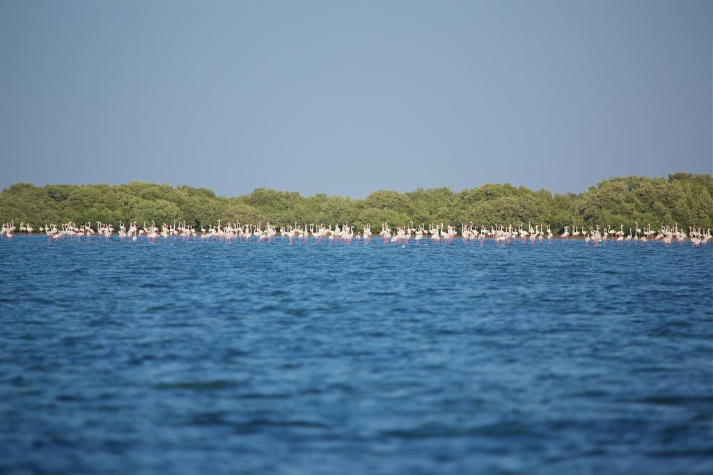 Flamingo Beach Hotel Umm al-Quwain Exterior foto